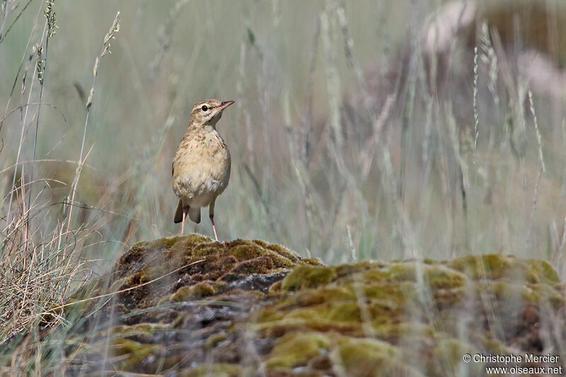 Tawny Pipit