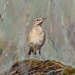 Pipit rousseline