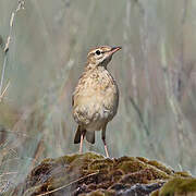 Pipit rousseline