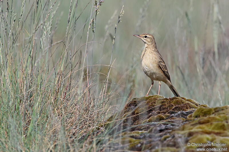 Tawny Pipit