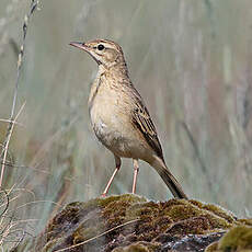 Pipit rousseline