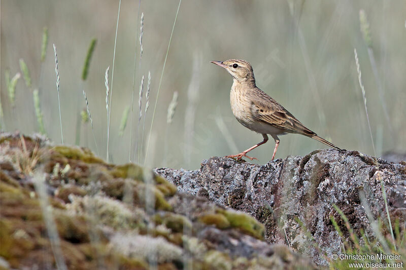 Tawny Pipit