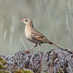 Pipit rousseline