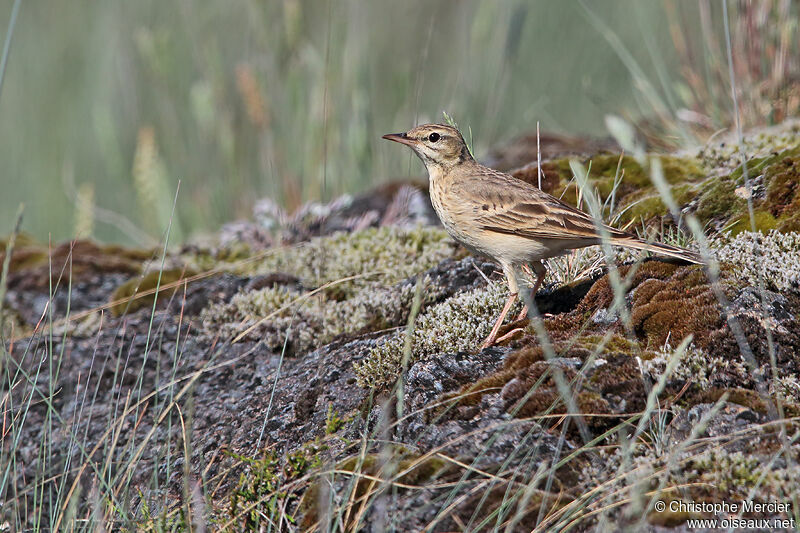 Tawny Pipit