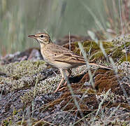 Tawny Pipit