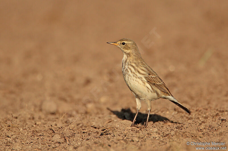 Pipit spioncelle