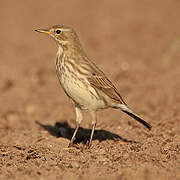 Water Pipit