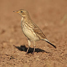 Pipit spioncelle