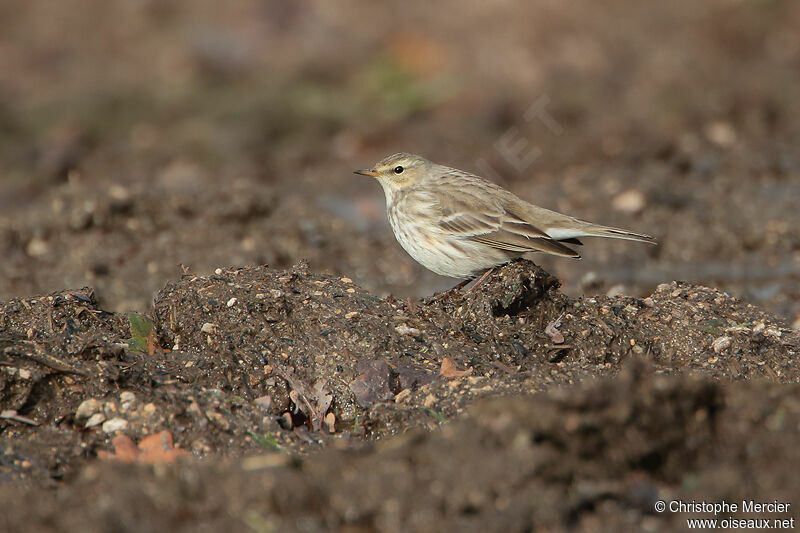 Water Pipit