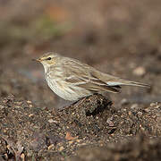 Water Pipit