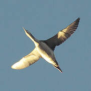 Black-throated Loon