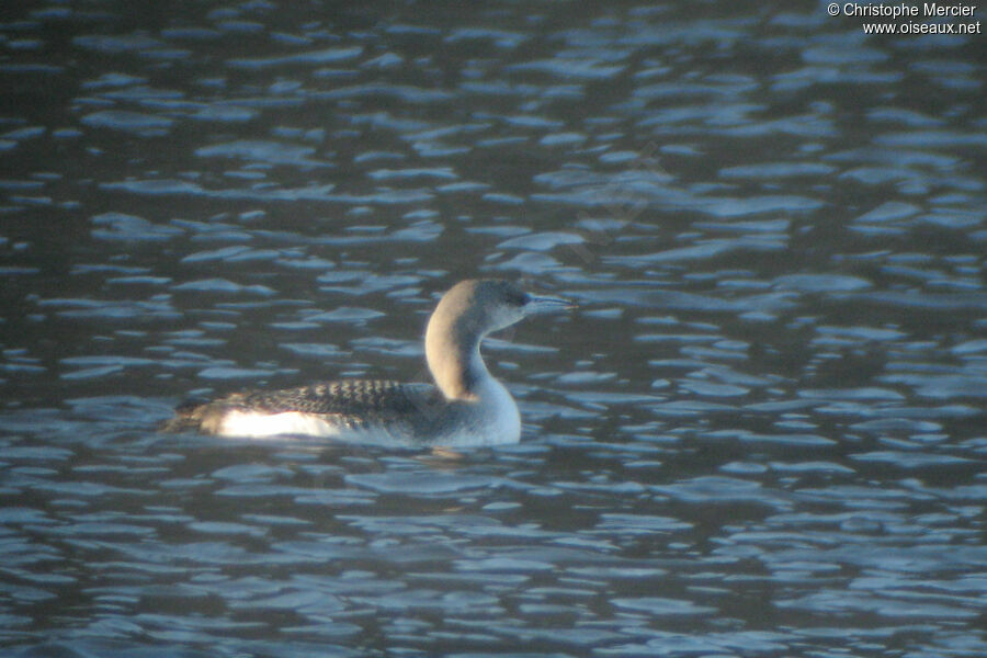 Black-throated Loon