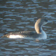 Plongeon arctique