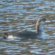 Black-throated Loon