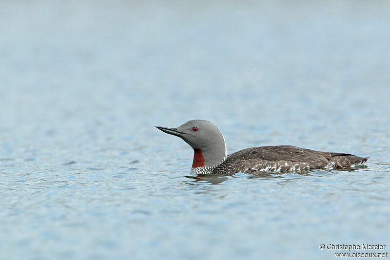 Red-throated Loon