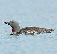 Red-throated Loon