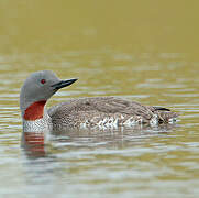 Red-throated Loon