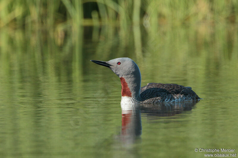 Plongeon catmarin