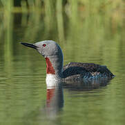 Red-throated Loon