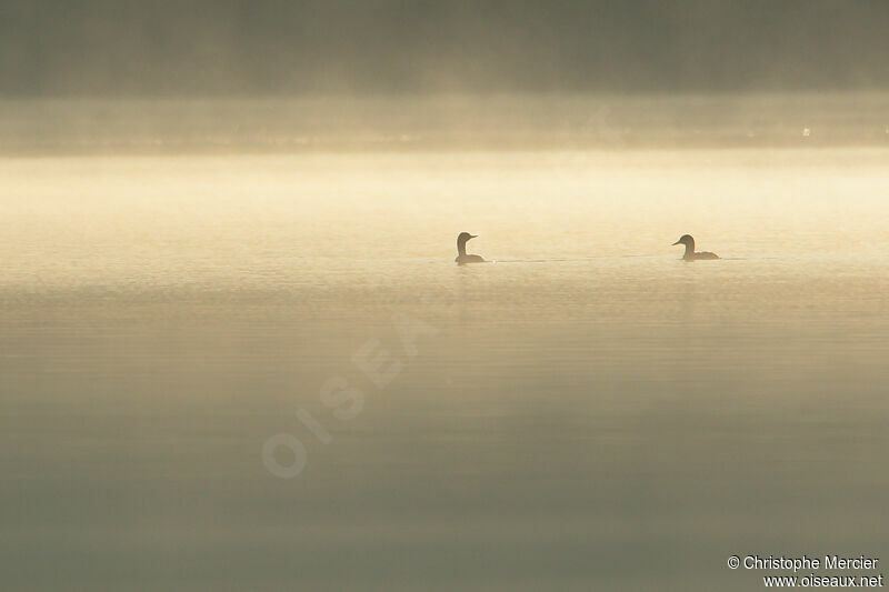 Red-throated Loon