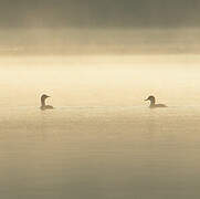 Plongeon catmarin