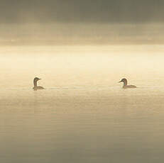 Plongeon catmarin