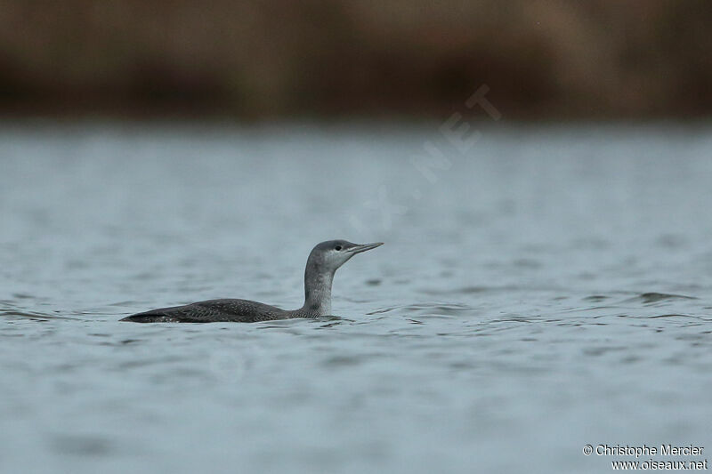 Plongeon catmarin