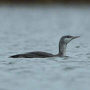 Red-throated Loon