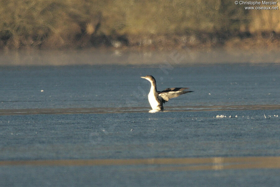 Plongeon imbrin