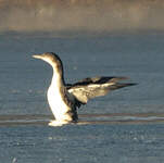 Plongeon imbrin
