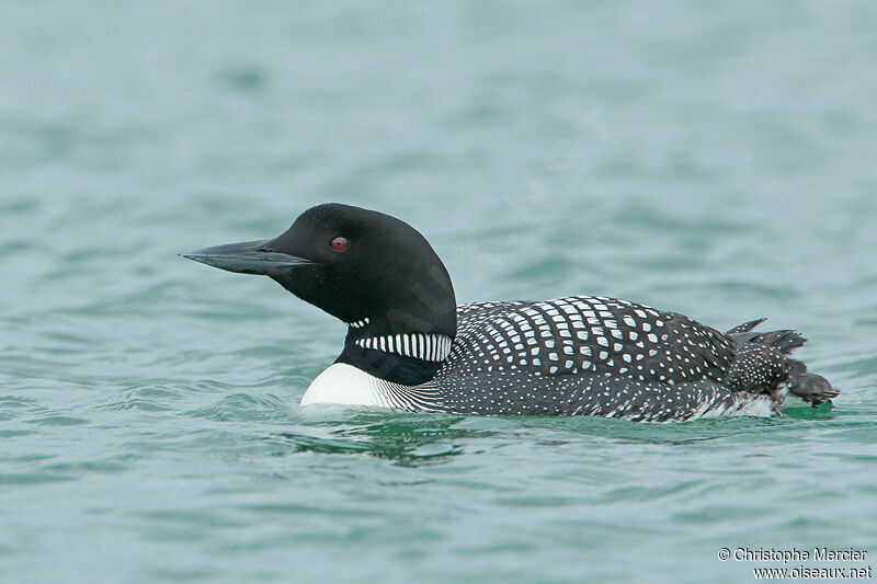 Common Loon