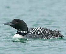 Common Loon