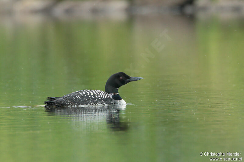 Common Loon