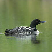 Common Loon