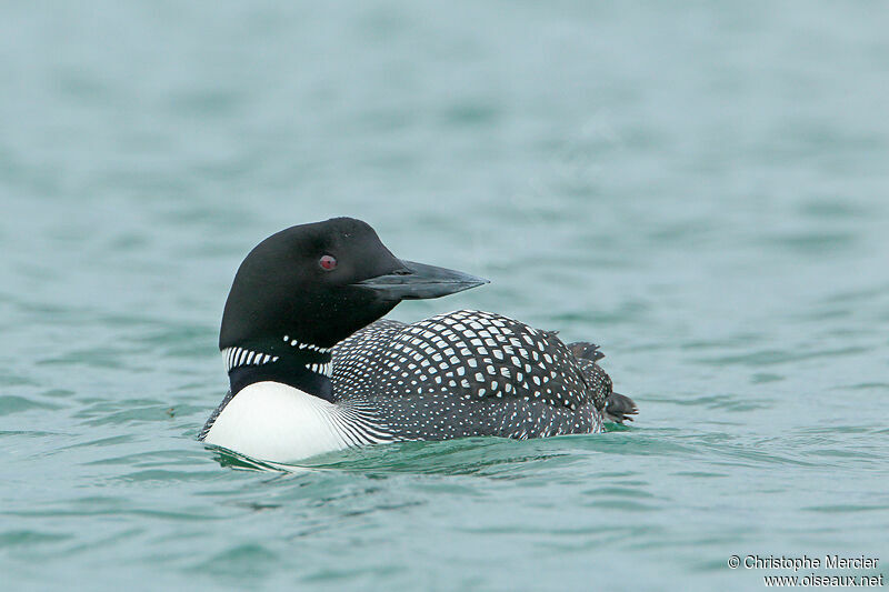 Common Loon