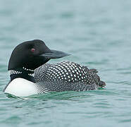 Common Loon