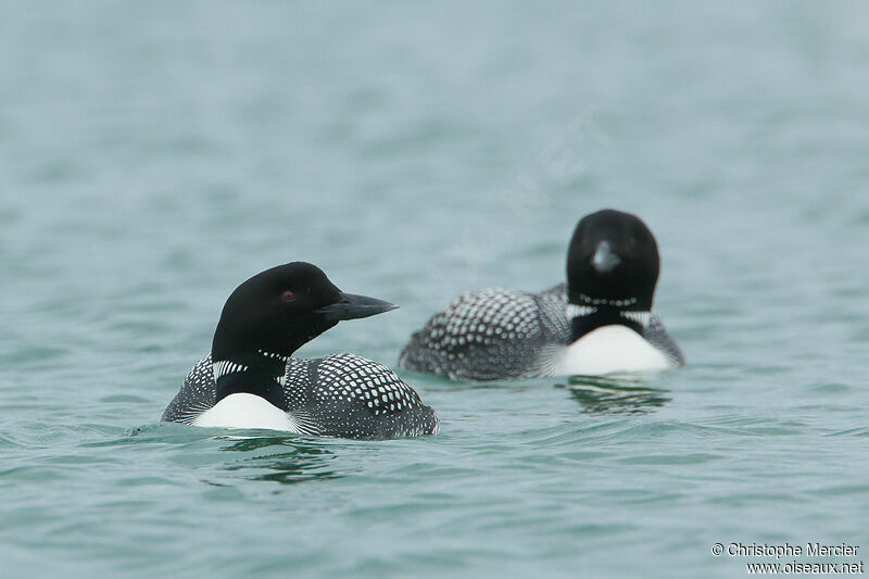 Common Loon