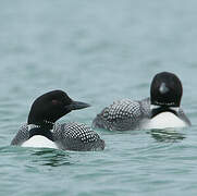 Common Loon