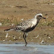 Grey Plover