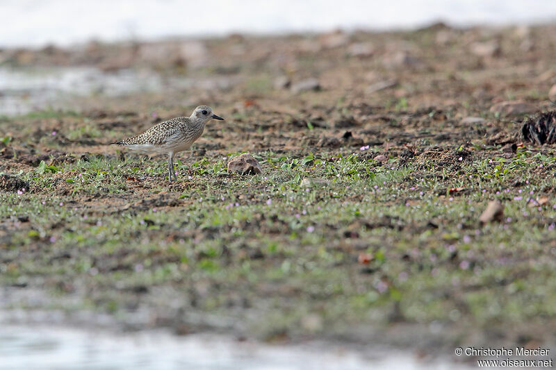 Grey Plover