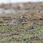 Grey Plover