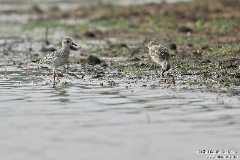 Grey Plover