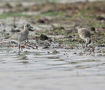 Grey Plover