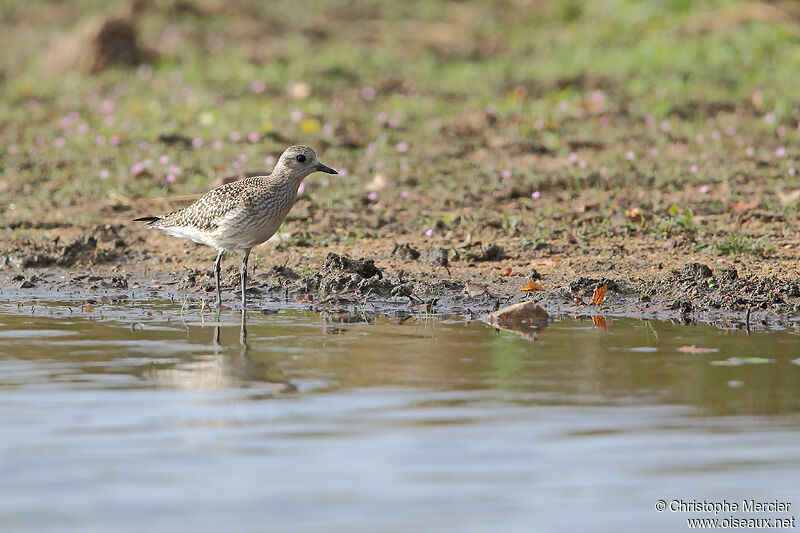 Grey Plover