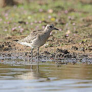 Grey Plover