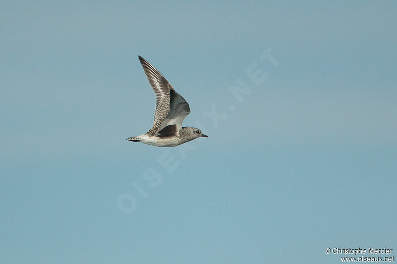 Grey Plover