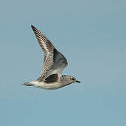 Grey Plover