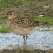 European Golden Plover