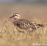 Eurasian Dotterel