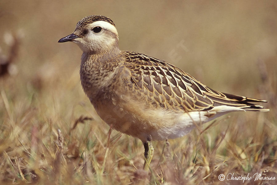 Eurasian Dotterel